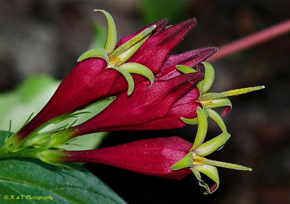 {Spigelia marilandica}